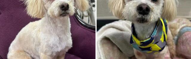 Spremite se za najveću mazu: Pas Piko iz stacionara je mali gospodin koji želi svog vlasnika što pre