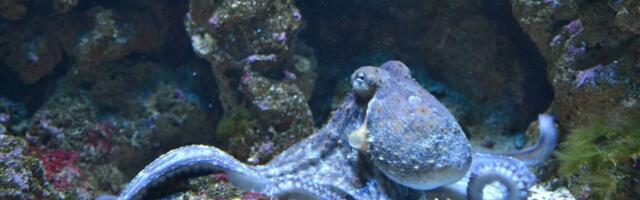 Mužjak hobotnice pri parenju drži ženku na distanci, a može da je oplodi čak i ako je ne vidi