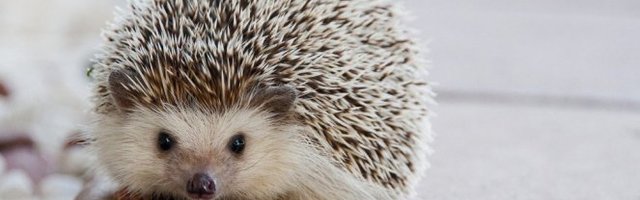 PRESLATKO! Oduševiće vas ovaj bodljikavi slatkiš! (Video)