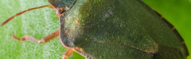 Isprskajte vrata i prozore jednom mešavinom i zaštitite dom od smrdibuba