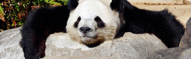 Нова панда-дипломатија: Кина представила џиновске панде Малезији