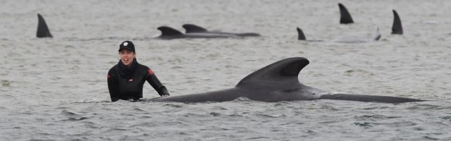 UGINULO NAJMANJE 90: Masovno nasukvanje kitova u Australiji