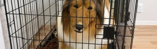 Čovek koji je potrošio 14.000 dolara na kostim psa otvara zoološki vrt za ljude koji žele da budu životinje