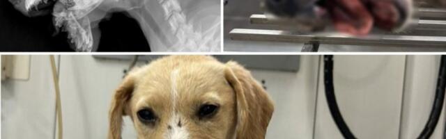 BRUTALNO PRETUČENO ŠTENE: Polomljena mu vilica - jedva preživelo! Horor u Prijepolju! (FOTO)