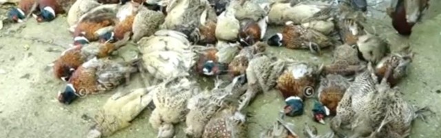 Gladni psi podavili 600 fazana lovačkog udruženja iz Inđije