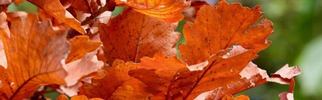 Iz Spomen parka apeluju: Nemojte seći mlada hrastova stabla u Šumaricama za badnjak