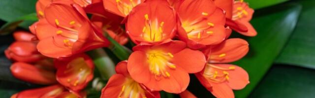 Ako ova biljka procveta u februaru, stiže vam NOVAC: U saksiju obavezno stavite JEDNU STVAR