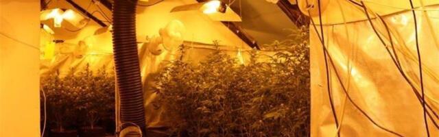 ŠOK NA TAVANU KUĆE! Policija upala i otkrila TAJNU LABORATORIJU za uzgoj konoplje (FOTO)