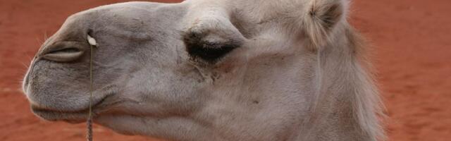 Australija ima veliki broj divljih kamila - koje su agresivne i dominantne