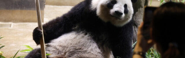 Јапан остаје без панди због сукоба са Кином