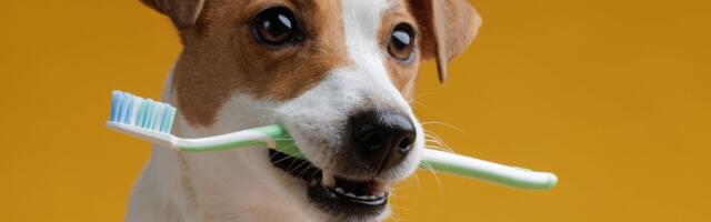 KARIJES kod pasa REDAK, ali može dovesti do vađenja zuba: Reagujte na vreme, ovo su PRVI SIMPTOMI