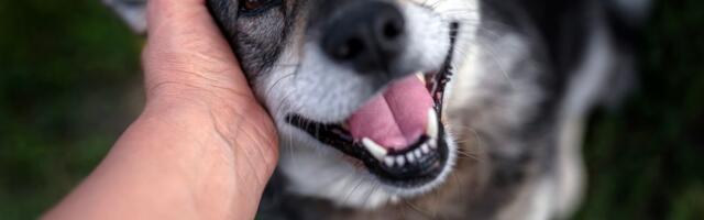 Više od istine: Evo zašto su ULIČNI PSI u manjim mestima SREĆNIJI od kućnih ljubimaca u gradovima