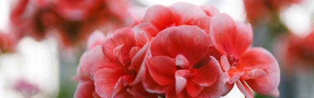 Kraljice balkona: Kada je pravo vreme za muškatle i kako ih pravilno negovati