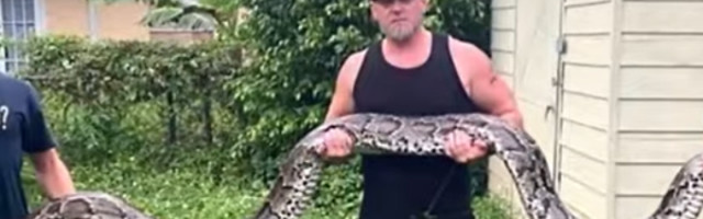 Na Floridi je uhvaćen piton dužine 5,7 metara