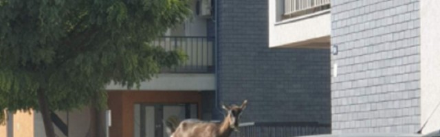 Koze na parkingu novobeogradskog bloka! (FOTO)