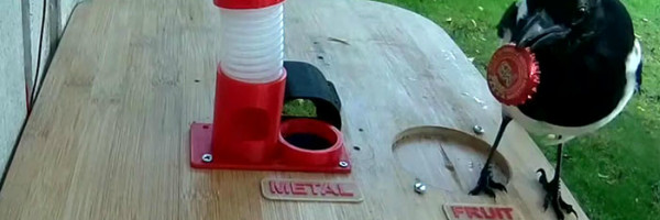 Genijalac naterao vrane da čiste okolinu