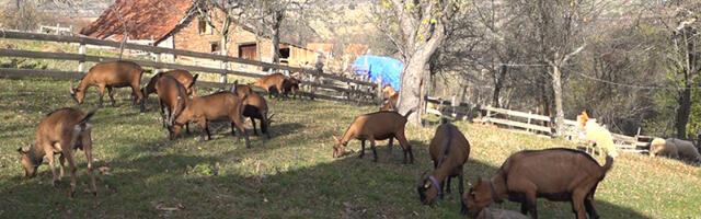 Uzgoj alpskih koza posao budućnosti za Rakoviće (VIDEO)