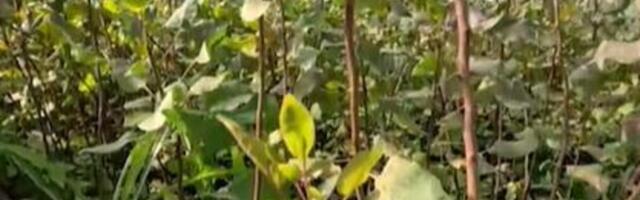 Ova biljka rađa do 15 kilograma i jedina podnosi surovu klimu: U Srbiji donosi ogromno bogatstvo