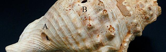 Arheolozi pronašli trube od školjki: To je jedan od najstarijih poznatih muzičkih instrumenata