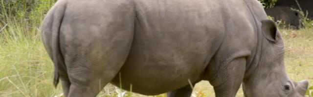 Носорози поново у заштићеном подручју где су били истребљени