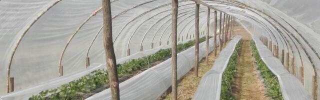 Kako da zaradite od ovog voća: Živkovići otkrivaju cake