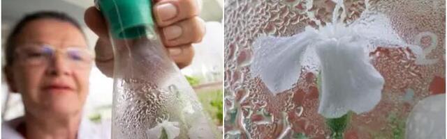 Ruski naučnici oživeli drevnu sibirsku biljku iz semena koje datira do ledenog doba