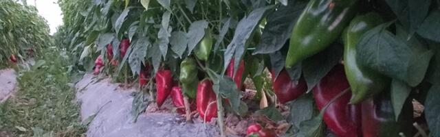 Čudo od paprike, jedna teška preko 300 grama