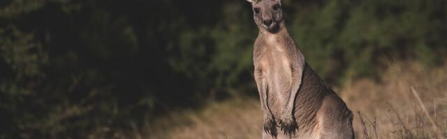 Kengur pobegao sa farme, pronađen posle tri dana potrage