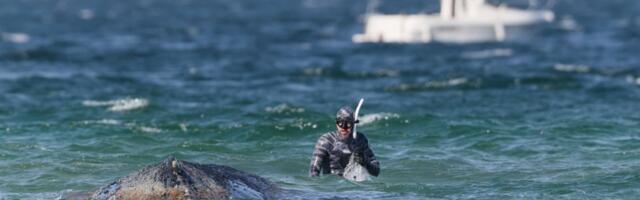 Spasavanje nasukanog kita Timija u Baltiku, uskoro kreće operacija „Jastuk“ (FOTO)