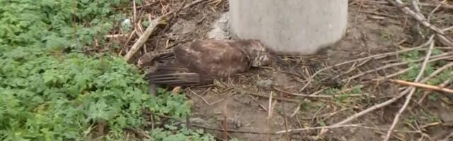 Ekolozi upozoravaju: Pored Zrenjaninskog puta ugine dnevno i do 20 ptica
