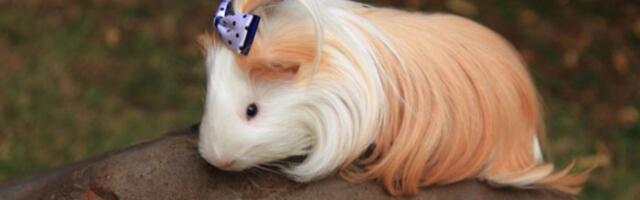 Morski prasići sa najlepšom “kosom“ na svetu