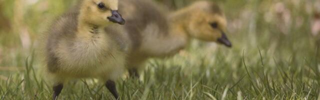Studenti Poljoprivrednog fakulteta u BG proširili “porodicu”, pačići im prave društvo u blokadi (FOTO)