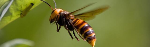 Stršljeni napali maratonce na Fruškoj gori: Trčali ka cilju, završili na Urgentnom