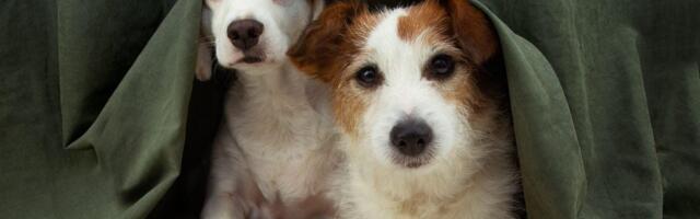 Jednostavni načini da umirite svog psa tokom vatrometa