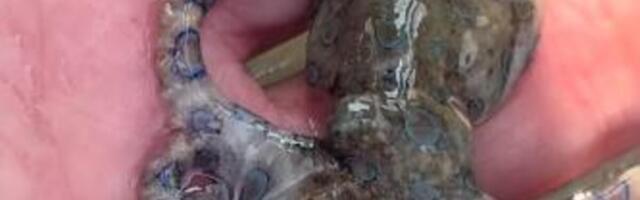 Ugledao SLATKO STVORENJE, pa... Pukom srećom je ostao živ, kada je saznao šta je DRŽAO U RUCI PRETRNUO JE U SEKUNDI