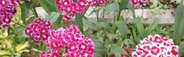 Nikako ne unosite u kuću ovo cveće na Vaskrs: Ne donosi sreću već samo probleme