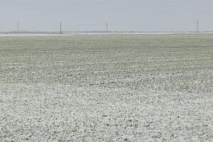 Како први снег утиче на пшеницу у средњем Банату?