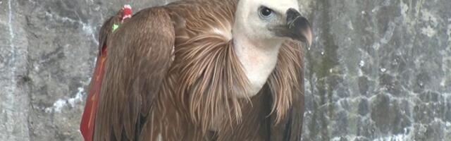 Prijepolje: Pronađen uginuli beloglavi sup, sumnja se na trovanje