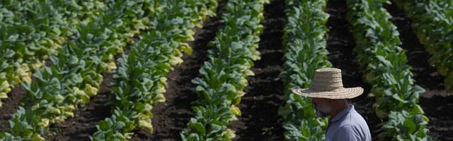 Evo kako je protekla ova sezona za proizvođače duvana: Rekordan prinos virdžinije, stabilnost, velika ulaganja