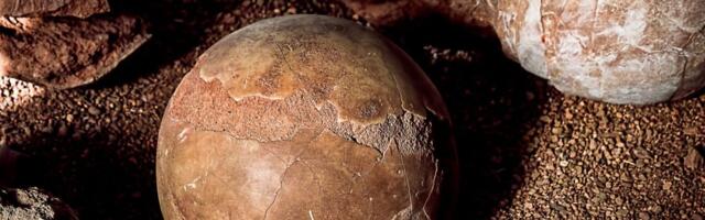 Kakvo otkriće: Nećete verovati šta se nalazi u jajetu dinosaurusa starom 70 miliona godina