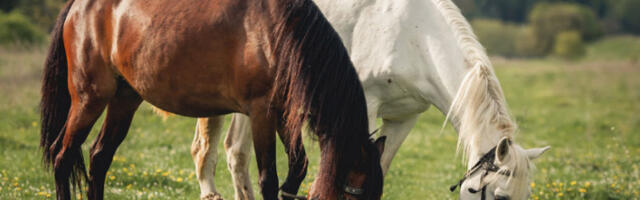 Италија разматра потпуну забрану коњског меса