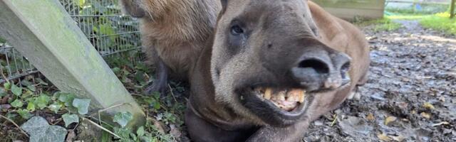Prijatelji i u smrti: Tapir Al i kapibara Džonson uspavani istog dana, teška odluka britanskog zoo-vrta