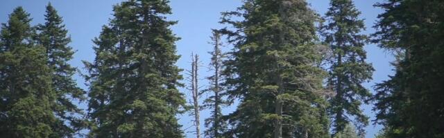 Vlada usvojila Uredbu o proglašenju Specijalnog rezervata prirode Bosutske šume