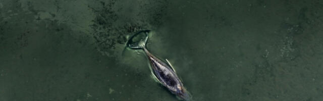 Прекинути покушаји спасавања насуканог грбавог кита