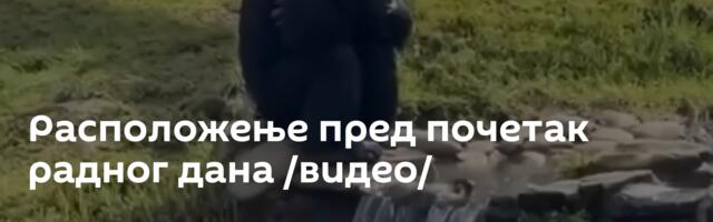 Расположење пред почетак радног дана /видео/
