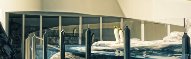 Upoznajte Petka ili Petku: u Beo Zoo vrtu se izlegao pingvin što je baš retkost