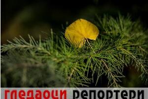Гледаоци репортери (11. новембар 2022)