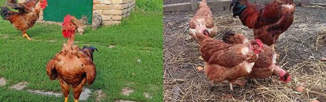 Banatski gološijan se vraća na velika vrata: Meso ovih koka je izuzetno kvalitetno