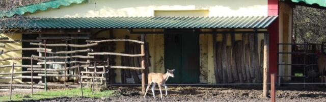 Uprava ZOO vrta Palić odbacuje optužbe o lošem stanju: „I rođenja i uginuća su sastavni deo našeg posla“