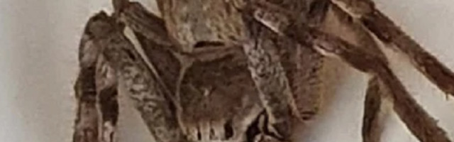 Žena se užasnula nakon što je ugledala ovu ogromnu životinju kako je vreba ispod njenog tuša!